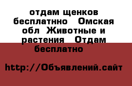 отдам щенков бесплатнно - Омская обл. Животные и растения » Отдам бесплатно   